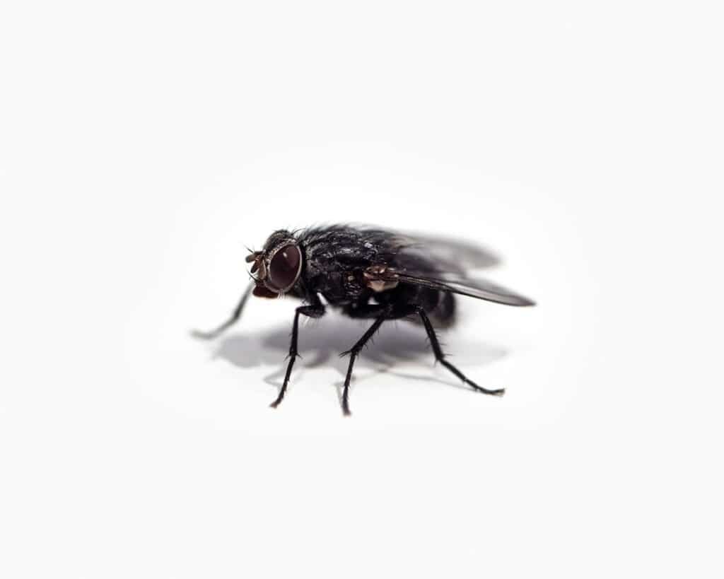 ذبابة على سطح أبيض
